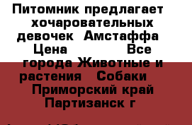 Питомник предлагает 2-хочаровательных девочек  Амстаффа › Цена ­ 25 000 - Все города Животные и растения » Собаки   . Приморский край,Партизанск г.